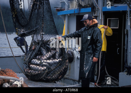 commerical fishing vessel crew pulls in sien gear full of chum or dog salmon Oncorhynchus keta Hidden Falls Alaska Stock Photo