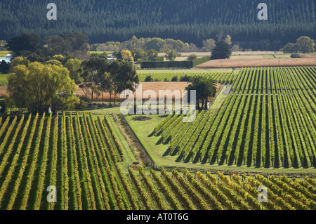 Vineyard Eskdale near Napier Hawkes Bay North Island New Zealand Stock Photo