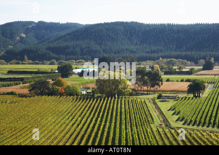 Vineyard Eskdale near Napier Hawkes Bay North Island New Zealand Stock Photo