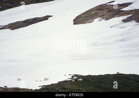 mountain goat Oreamnos americanus females with young kids walking along snow covered hillside Kenai Fjords National Park Alaska Stock Photo