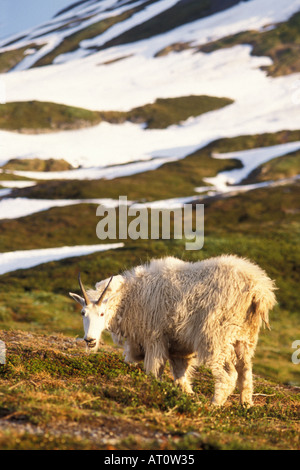 mountain goat Oreamnos americanus female grazing on a hillside off Exit Glacier Kenai Fjords National Park Alaska Stock Photo