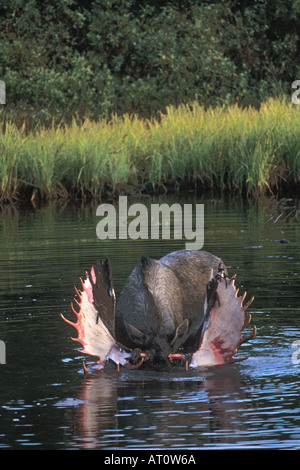 moose Alces alces bull feeds on aquatic vegetation in a kettle pond  Denali National Park interior Alaska Stock Photo