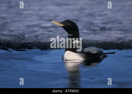 yellow billed loon Gavia adamsii swims on an icy lake in early spring central Arctic North Slope of the Brooks Range Alaska Stock Photo