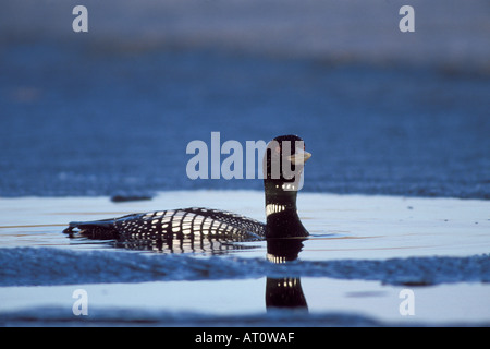 yellow billed loon Gavia adamsii swims on an icy lake in early spring central Arctic North Slope of the Brooks Range Alaska Stock Photo