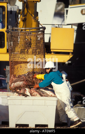 Commercial Fishing For Pacific Cod Gadus Macrocephalus Fishing Vessel ...