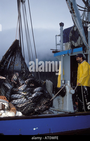commercial fishing vessel crew pulls in sien gear full of chum or dog salmon Oncorhynchus keta Hidden Falls Alaska Stock Photo