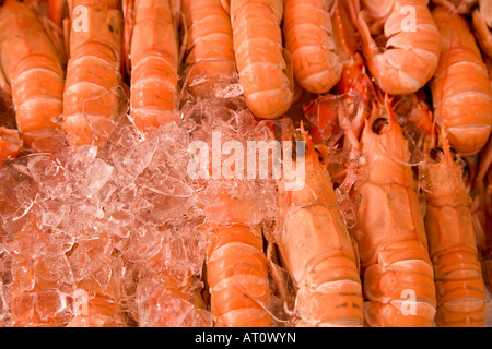 Langoustine (Norwegian Lobster), Bergen fish market, Norway Stock Photo