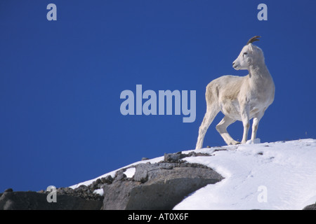 dall sheep Ovis dalli ewe stands on snow covered hillside along the North Slope of the Brooks Range central Arctic Alaska Stock Photo