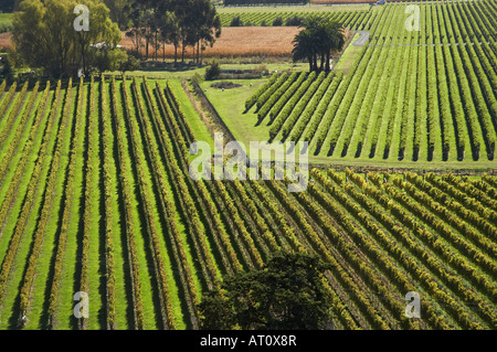 Vineyard Eskdale near Napier Hawkes Bay North Island New Zealand Stock Photo