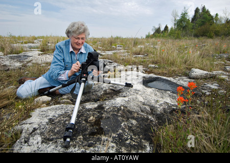 Senior Woman Shooting Photos of Wildflowers while Attending Photo Workshop Tofts Point Natural Area Door County Wisconsin Stock Photo