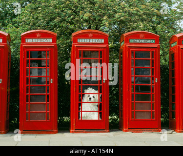 Maltese puppy in a British phone booth Stock Photo