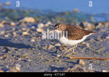 Common Sandpiper Actitis hypoleucos adult National Park Lake Neusiedl Burgenland Austria April 2007 Stock Photo