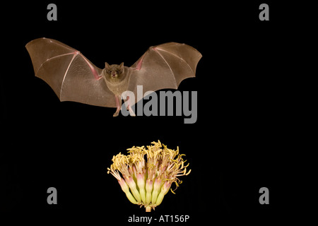 Nectar bat Lesser Long-nosed Bat Leptonycteris curasoae feeding at agave flowers Stock Photo