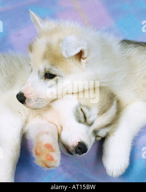 White dog baby sleeping in the courtyard Stock Photo - Alamy
