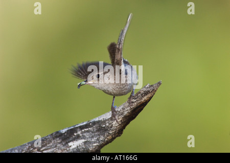 House Wren Troglodytes aedon adult with prey Rocky Mountain National Park Colorado USA June 2007