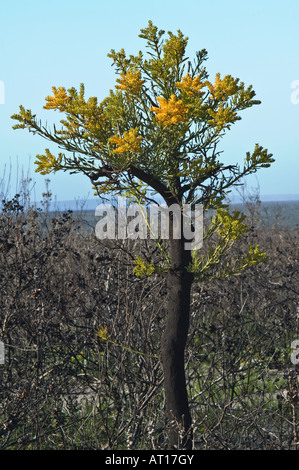 Western Australian Christmas Tree (Nuytsia floribunda) flowers re-grows after fire Fitzgerald River National Park Australia Stock Photo