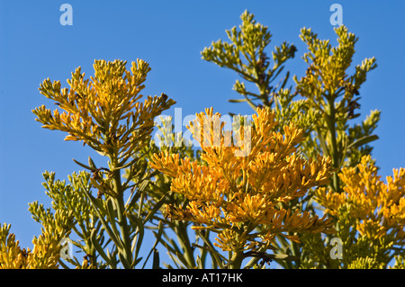 Western Australian Christmas Tree Nuytsia floribunda flowers in Fitzgerald River National Park Australia, October Stock Photo