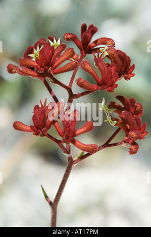 Red Kangaroo Paw Anigozanthos rufus flowers Fitzgerald River National Park Western Australia October Stock Photo