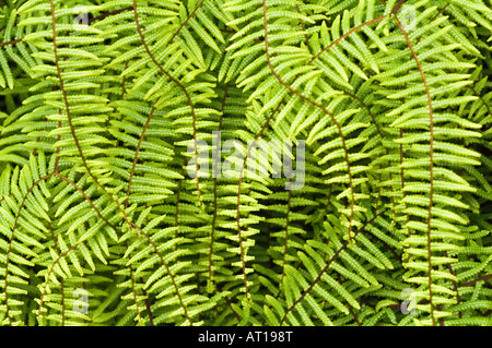 Forking fern (Dicranopteris linearis) grows on the roadside Strahan Tasmania, Australia, December Stock Photo