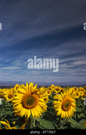 A field of sunflowers and a dark blue sky near Oamaru, Otago, New Zealand Stock Photo