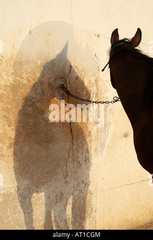A Spanish horse stands tethered outside its stable casting a shadow on the wall. Waiting for the next race at trotting Stadium stables, Mahon, Menorca Stock Photo