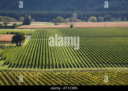 Vineyard Eskdale near Napier Hawkes Bay North Island New Zealand Stock Photo