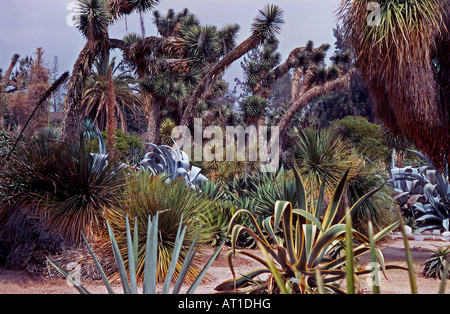 Desert Garden, Huntington Botanic Gardens at Huntington Library, San Marino, California, USA Stock Photo