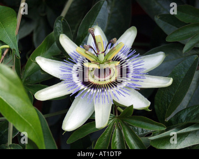 Passiflora caerulea, Passionflower Stock Photo