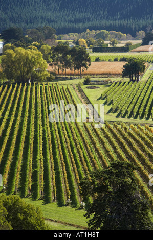 Vineyard Eskdale near Napier Hawkes Bay North Island New Zealand Stock Photo