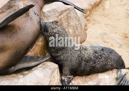 Suckling Cape Fur Seal Pup Cape Cross Seal Reserve Namibia Africa Stock Photo