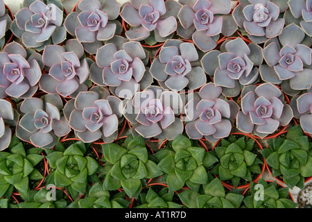 Succulents Stock Photo