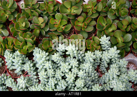 Cacti and Succulents for sale Stock Photo