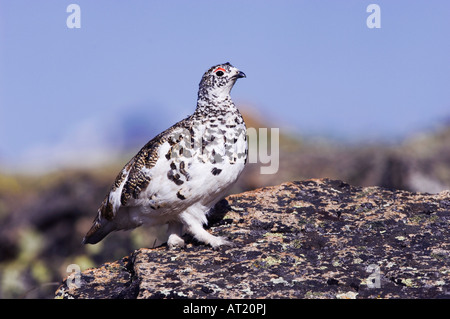 White-tailed Ptarmigan Lagopus leucurus adult male in summer plumage on alpine tundra Rocky Mountain National Park Colorado Stock Photo