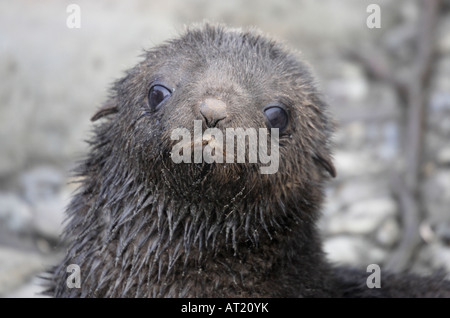 Fur seal on South Georgia Stock Photo