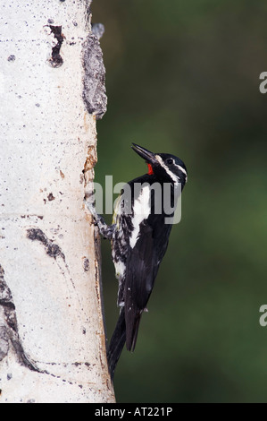 Williamson's Sapsucker Sphyrapicus thyroideus adult male at nesting cavity Rocky Mountain National Park Colorado USA Stock Photo