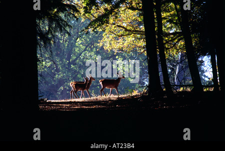 deer in a sunlit clearing in forest Stock Photo