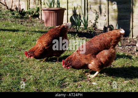 FREE-RANGE CHICKENS IN A RURAL GARDEN. Stock Photo