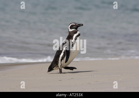 Magellanic Penguin on New Island Falklands Stock Photo