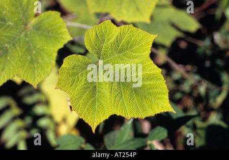 Maple leaf from Manali Himalayan mountains of Himachal Pradesh, India Stock Photo