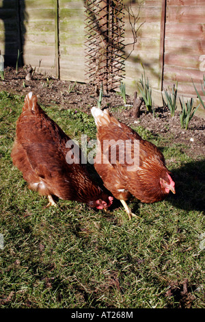 FREE-RANGE CHICKENS IN A RURAL GARDEN. Stock Photo