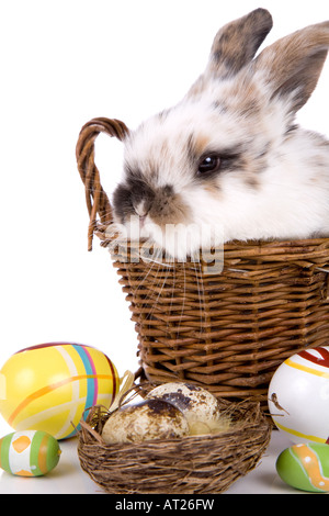 Cute little easter bunny in a basket with easter eggs Stock Photo