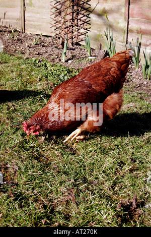 FREE-RANGE CHICKEN IN A RURAL GARDEN. Stock Photo