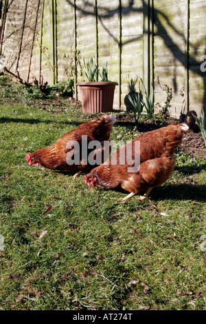 FREE-RANGE CHICKENS IN A RURAL GARDEN. Stock Photo