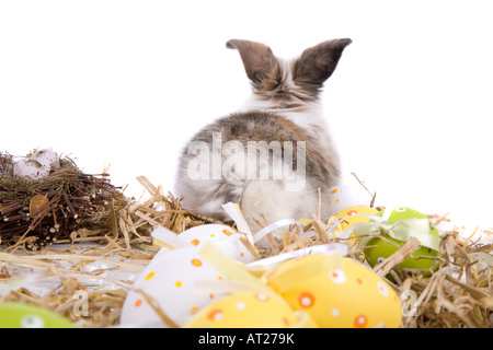 Cute little bunny with it s back towards the camera focus on tail Stock Photo