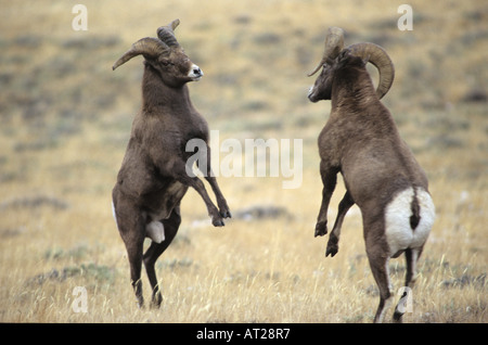 Wyoming, Whiskey Mountain, Wind River Mountains, near Dubois .Two Bighorn Rams (Ovis canadensis) Jousting. Stock Photo