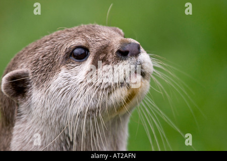 Short-clawed otter Aonyx cinerea Stock Photo