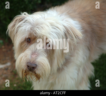 Dog Enjoying the Sunshine in the Algarve Stock Photo