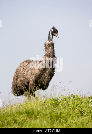 EMU Dromaius novaehollandiae Stock Photo