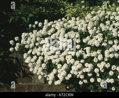 White alyssum close-up Stock Photo - Alamy