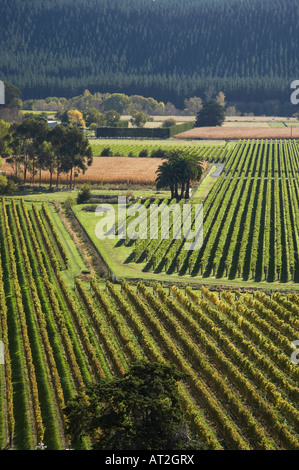 Vineyard Eskdale near Napier Hawkes Bay North Island New Zealand Stock Photo